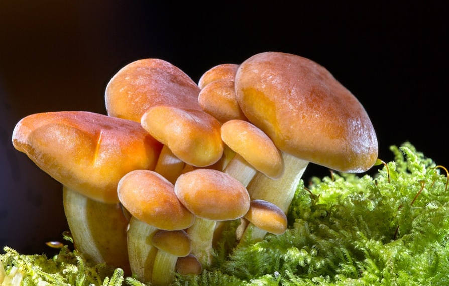 shrooms